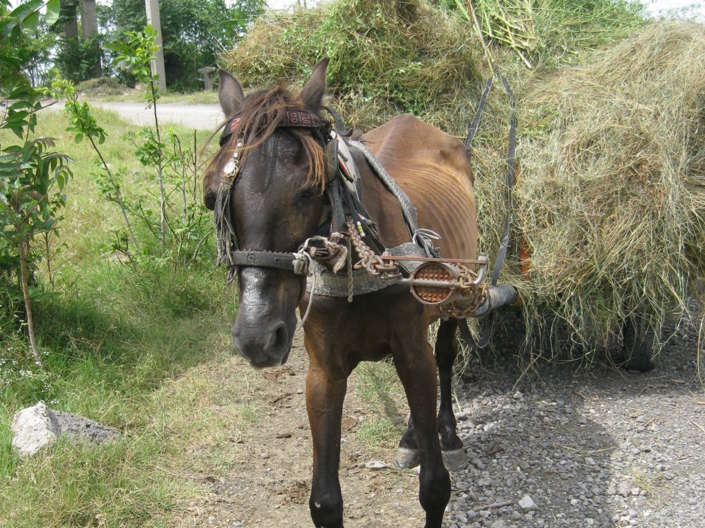 Injured horses forced to work Horses in Romania are forced to carry and pull items that are way too heavy for them—and when they struggle, they are whipped and beaten mercilessly.