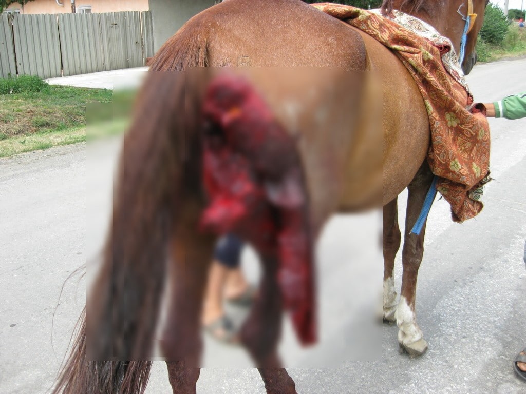 Injured horses get no medical care Most horse owners either can’t pay or they refuse to pay for the veterinary bills of their injured horses.